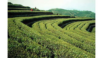 臨海市羊巖茶廠 傳承與創(chuàng)新中的茶葉瑰寶